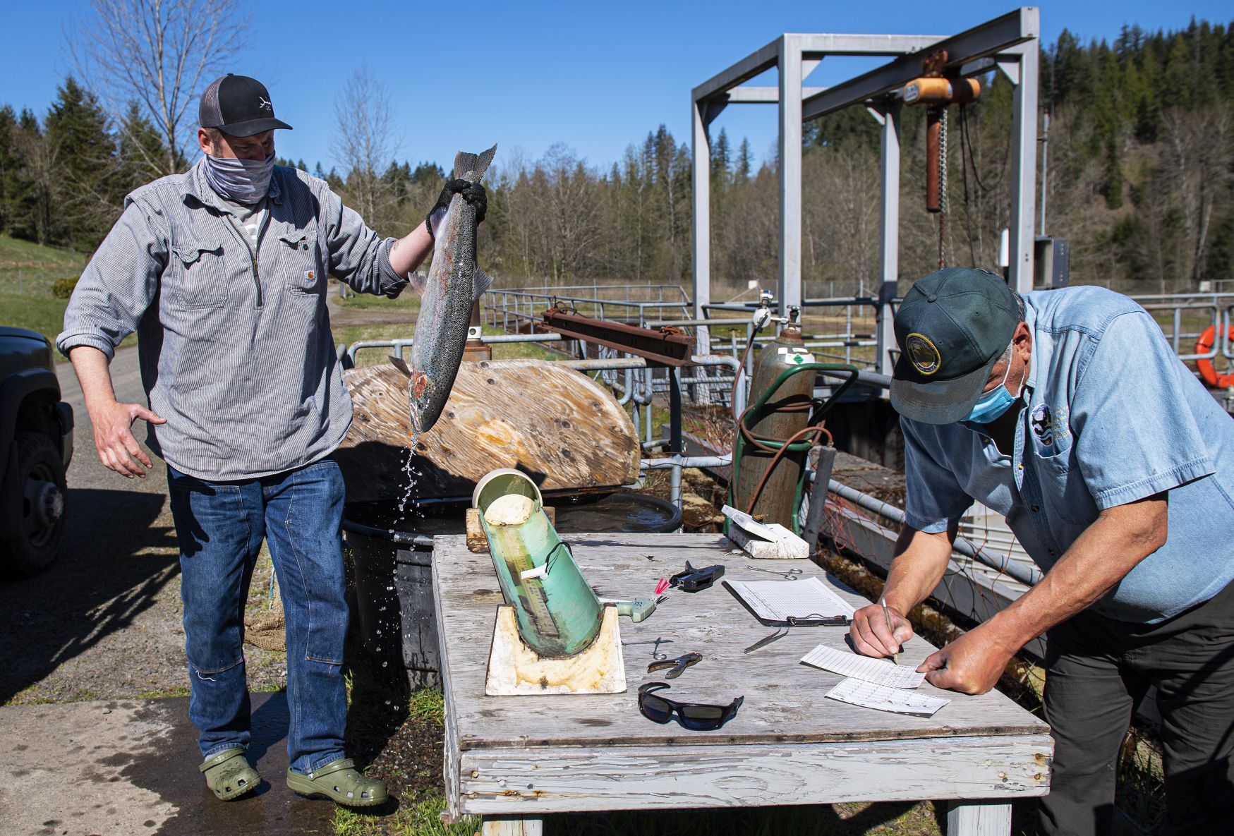 Salmon tagging